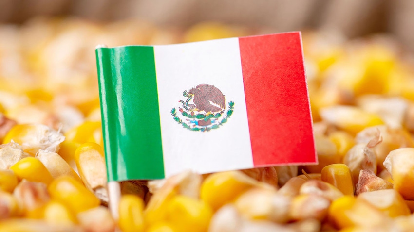 Mexico flag and corn kernels
