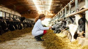 A young female veterinarian crouched down near a Holstein cow