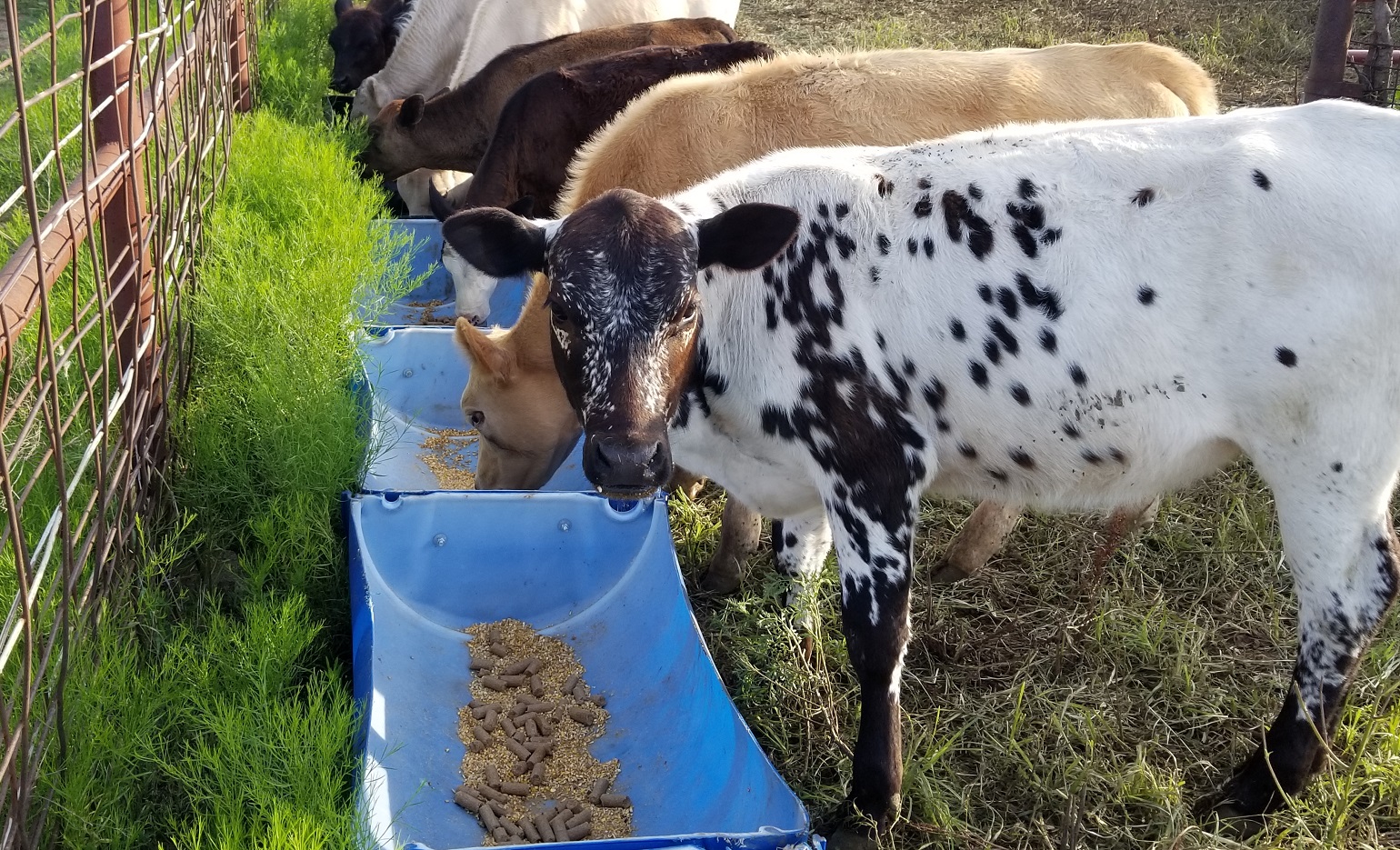 Make weaning work better