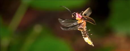 are_corn_rootworms_here_was_false_alarm_1_635689422623636278.jpg are_corn_rootworms_here_was_false_alarm_1_635689422623636278.jpg