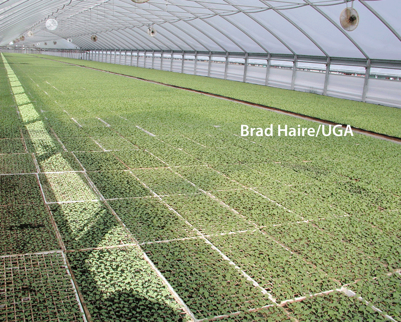 Unusual pests showing up in tobacco greenhouses
