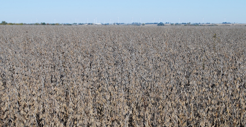 mature soybean field