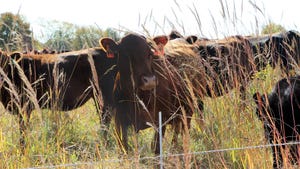  cows standing in field surround by native grasses and wire fence