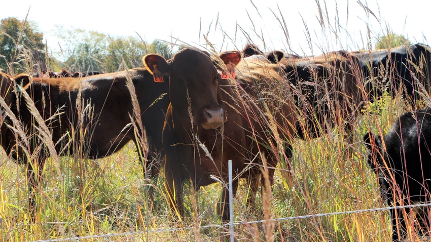 cows standing in field surround by native grasses and wire fence cows standing in field surround by native grasses and wire fence