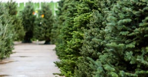 Christmas-tree-farm-GettyImages-477702412-web.jpg