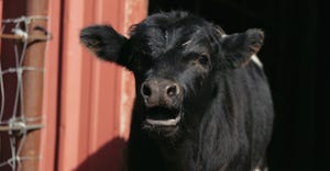 black calf mooing