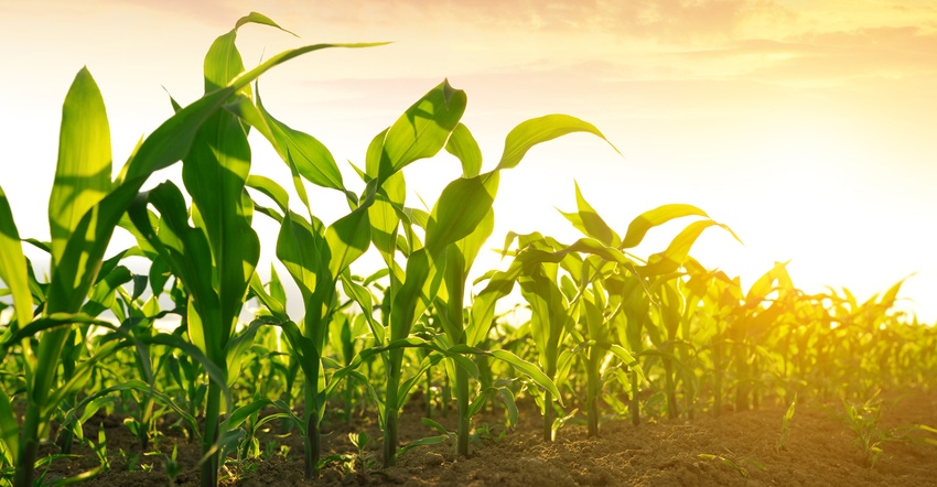 green cornfield at sunset