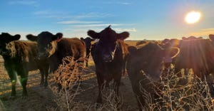 swfp-shelley-huguley-19-cattle-sunrise.jpg