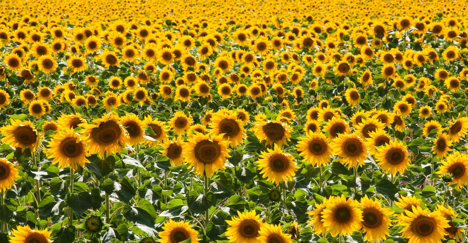 Sunflower acreage increases in 2022