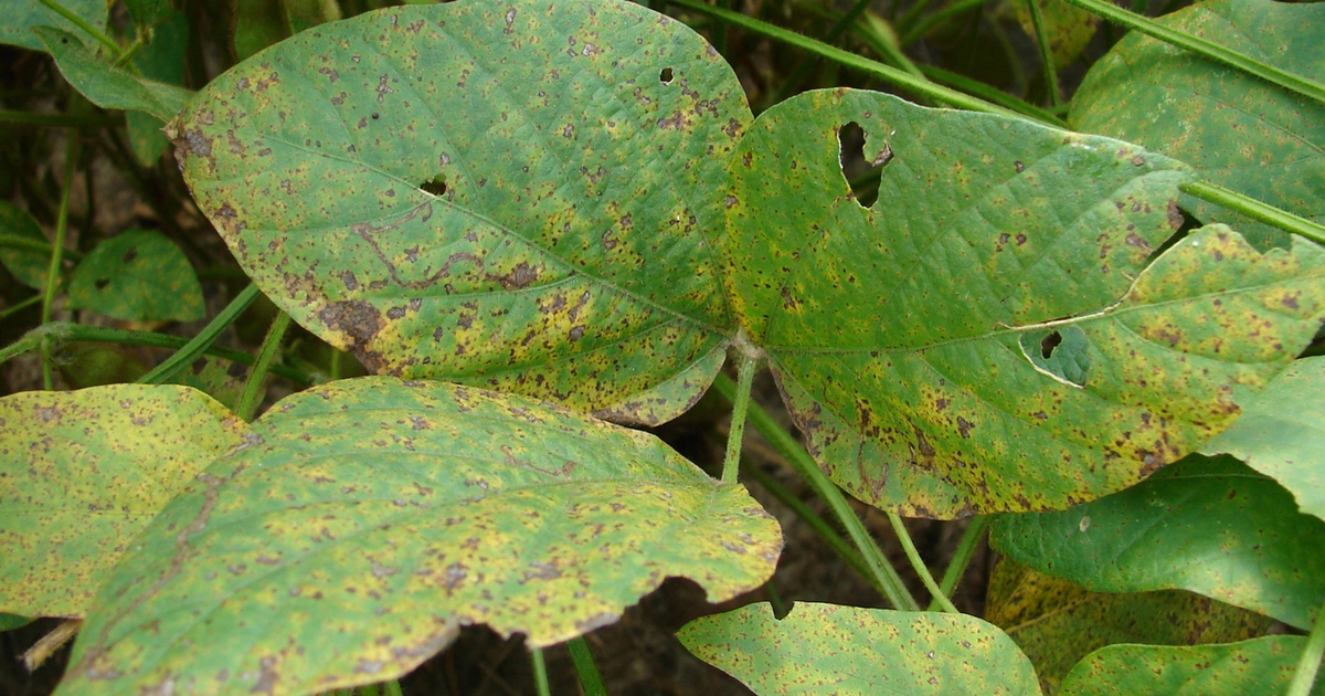 Geneticists a step closer to Asian soybean rust resistance