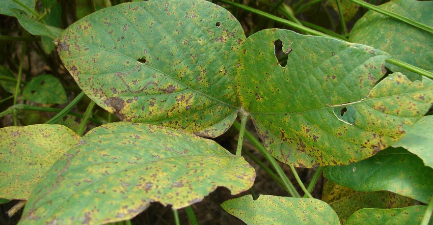 Asian soybean rust Asian soybean rust