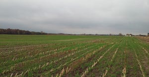 Rows of cover crops, winter cereal forages and summer annual mixtures 