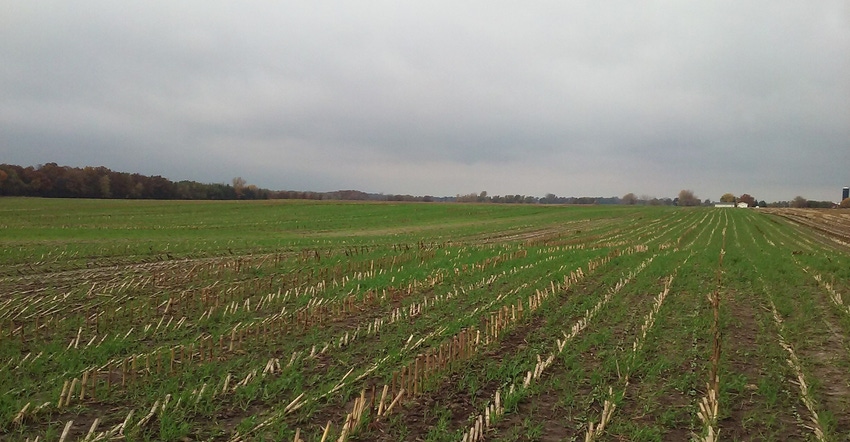 Rows of cover crops, winter cereal forages and summer annual mixtures Rows of cover crops, winter cereal forages and summer annual mixtures