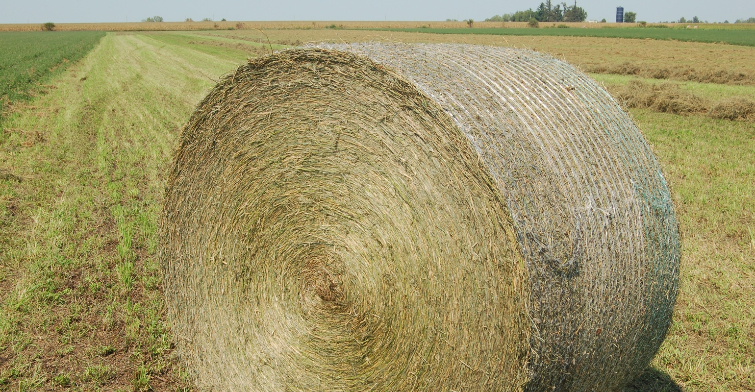 Hay Vs. Straw: What's The Difference? - Illinois Farm Bureau Partners