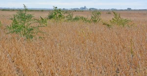 Weeds loaded with seeds rise above the soybean canopy