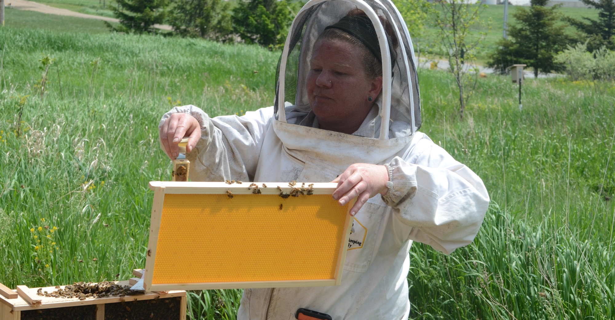 Local beekeeper shares how buying license plates helps honey bees