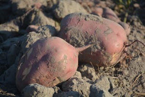 John_Hart_Farm_Press_Sweet_Potatoes.jpg