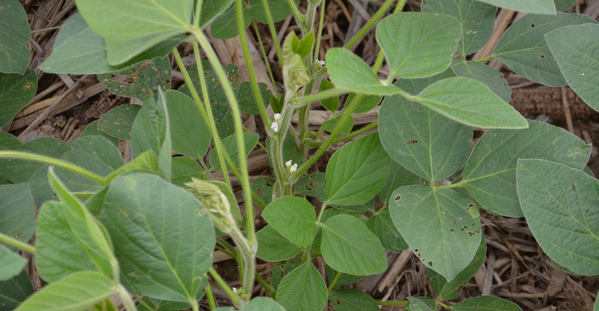 Soybean plant with white flowers
