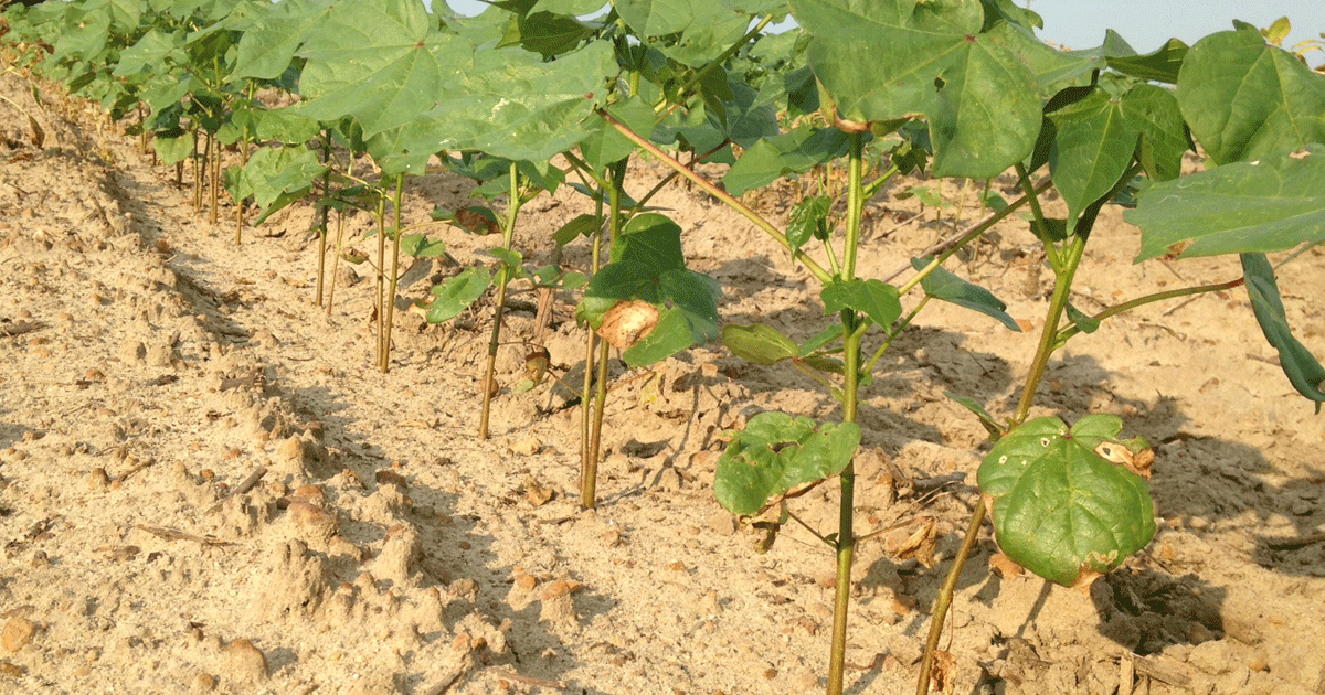 Kottan Insect Cotton insect pressure increasing in Deep South