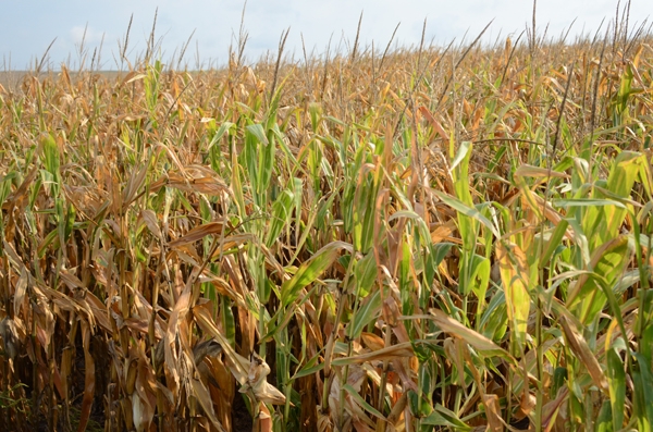 Drought conditions taking a toll on Michigan's crops