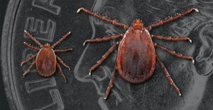two stages of Longhorned ticks nymph (left) and adult female shown here from the top view