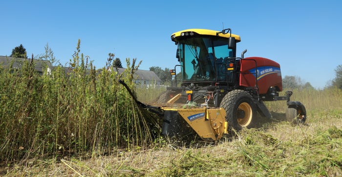 self-propelled windrower harvests hemp on the New Holland hemp plot 