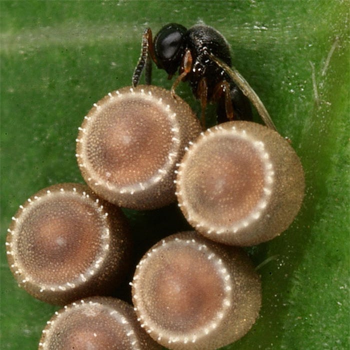 Close up of a Samurai wasp laying its own eggs into brown marmorated stink bug eggs