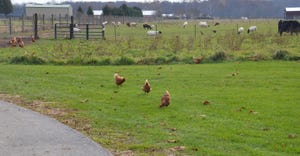 Chickens wandering the farm