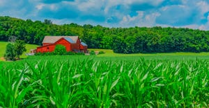Corn crop grows in front of a red barn