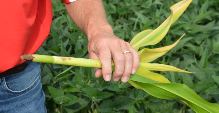 hand holding volunteer cornstalk that was sprayed with herbicide