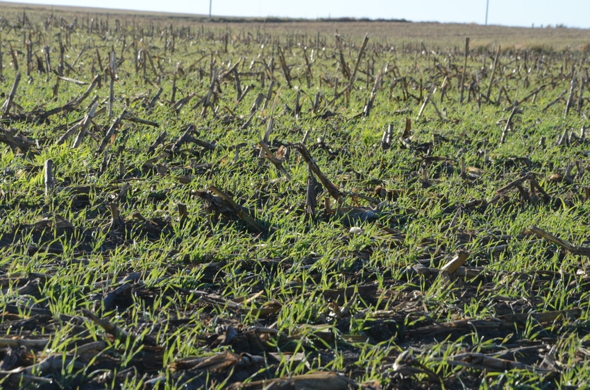 cover crops cover crops