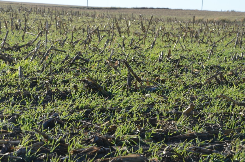 cover crops