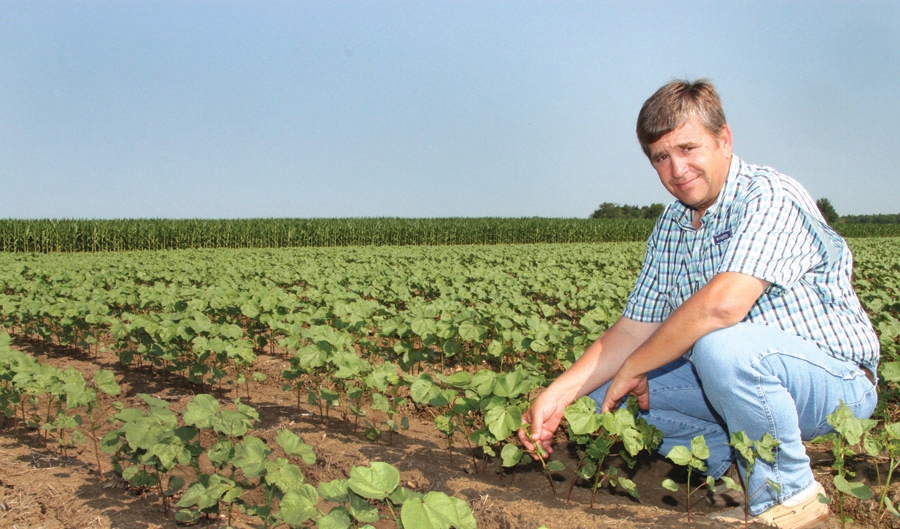 Hot summer produced a strong cotton crop  Mississippi State University  Extension Service