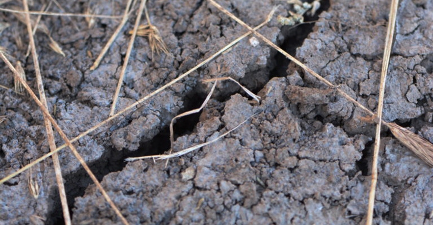 estension-drought-crack-ledbetter-web.jpg estension-drought-crack-ledbetter-web.jpg