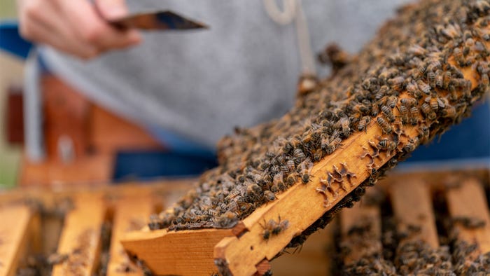 agrilife-extension-honeybees.jpg agrilife-extension-honeybees.jpg
