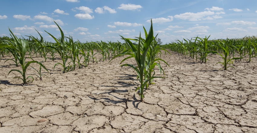 Dry corn field 