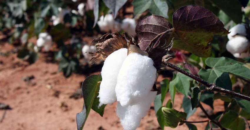 Cotton-october-2020-brad-haire-farm-6-a.jpg