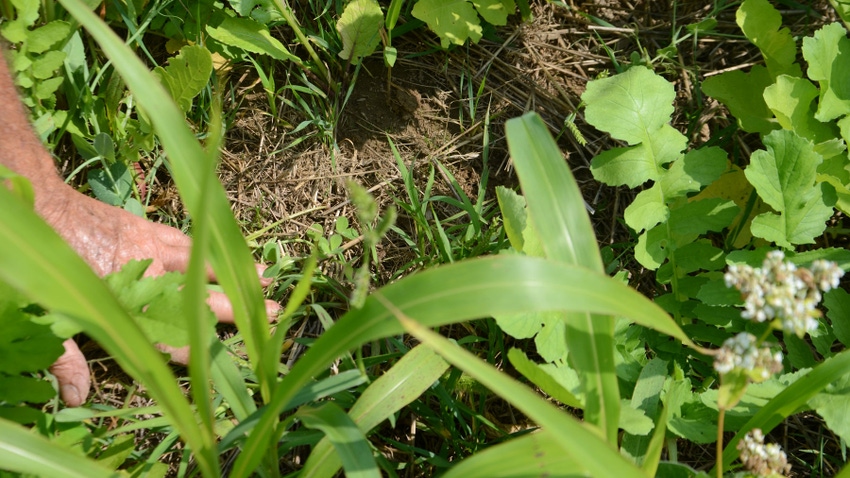 Cover crops growing in wheat stubble