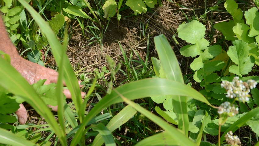 cover crops growing in wheat stubble