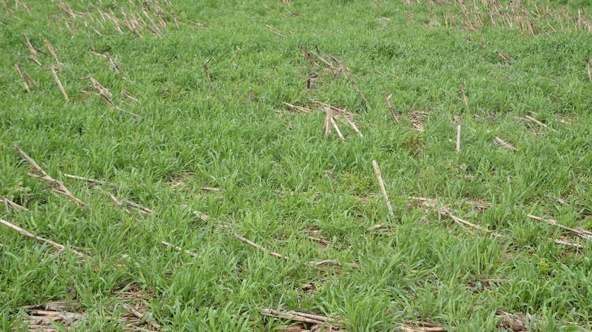cereal rye cover crop