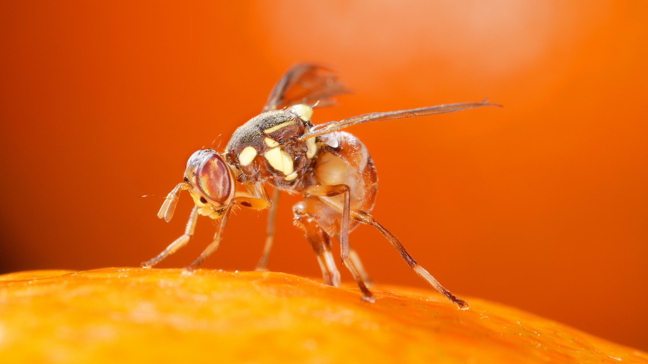 California Battling Invasive Insect With Sterile Fruit Flies