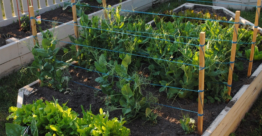 Raised bed garden