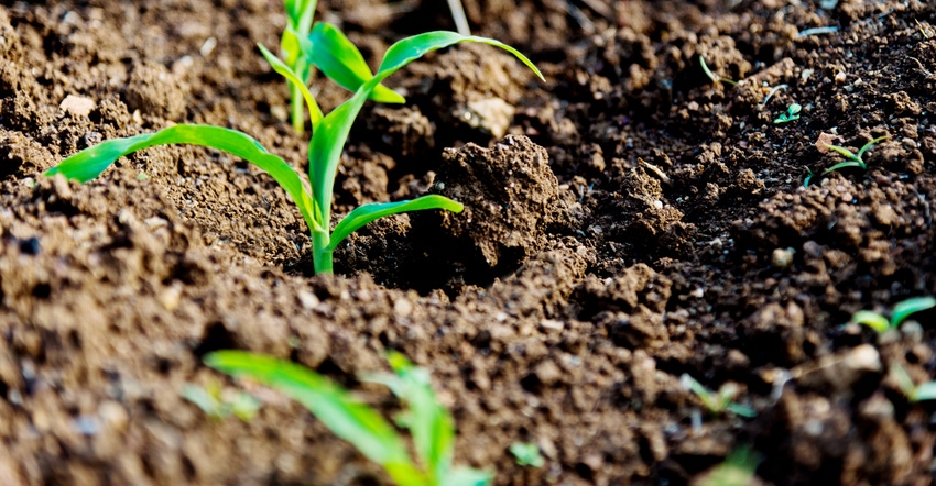 corn seedlings in dirt