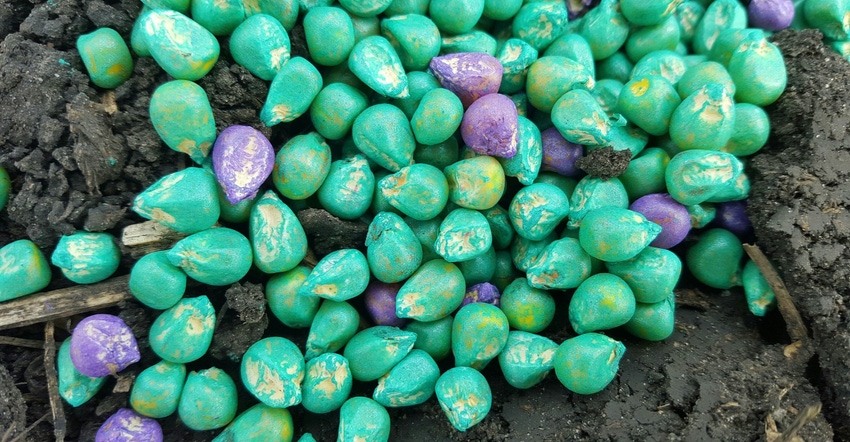 Coated corn seed iStock523857874.jpg Coated corn seed iStock523857874.jpg