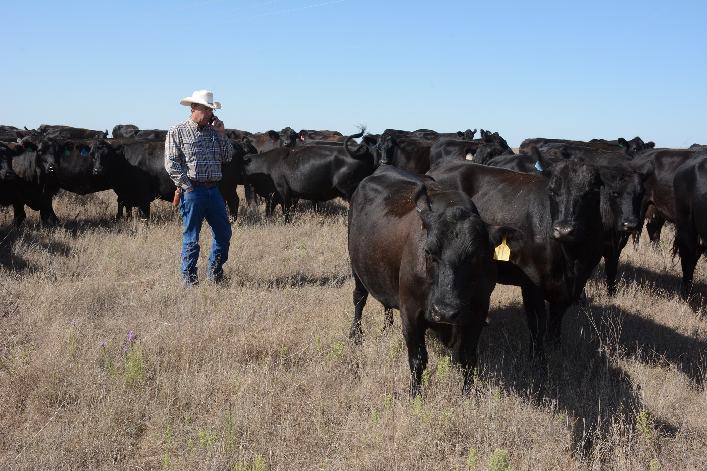 Grass efficient cattle will feed and grade well