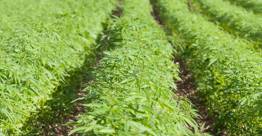 closeup of rows of young hemp plants