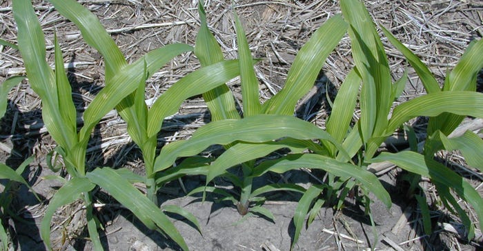 Classic sulfur deficiency symptoms on early season corn plants