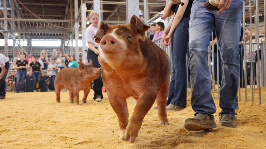 Hogs being exhibited in a show ring