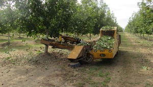 TNFP1101-walnut harvest 1 (2).JPG