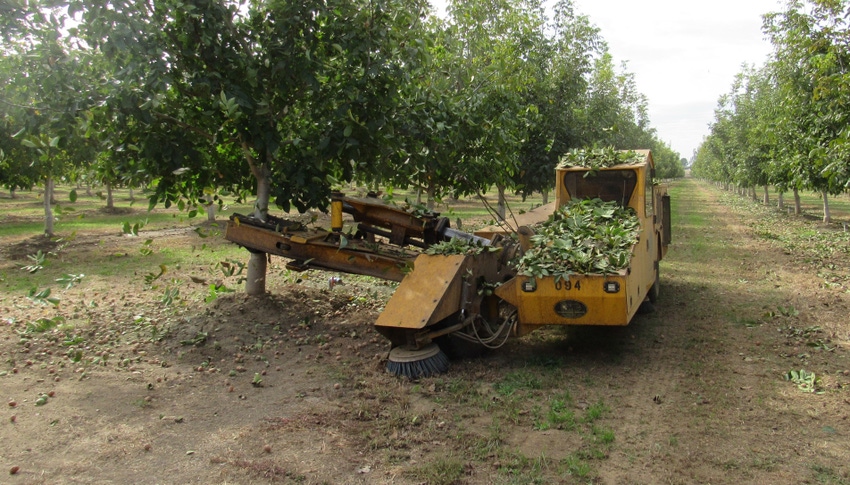 TNFP1101-walnut harvest 1 (2).JPG TNFP1101-walnut harvest 1 (2).JPG